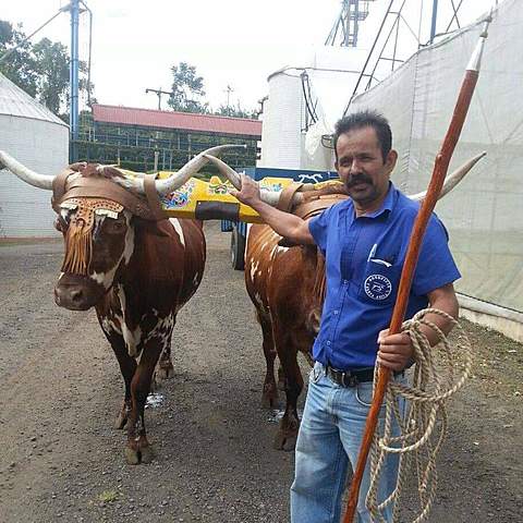 LUIS ENRIQUE MORALES ARAYA