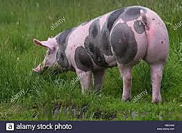 expansión del Pietrain en Europa