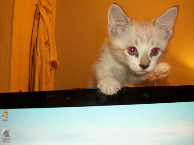 I got my cat, Simon. He was 7 weeks old to the day.