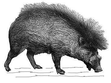 Aparición de los porcinos