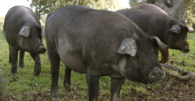 Aparición de los cerdos en Europa
