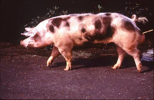 Expansión del pietrain