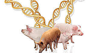 Se descubrió una técnica