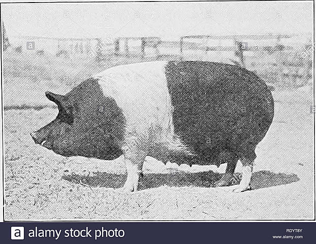 Asociación americana