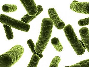 Tuberculosis difteria