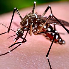 Chikungunya 2015