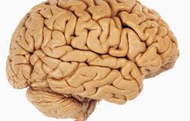 Procesadoder humanos