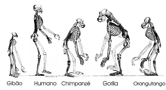 El evolucionismo