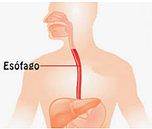 Trabajo de la Faringe y el sistema digestivo