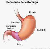 El estomago y la alimentación.