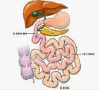 Intestino Delgado