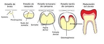 Ciclo de Vida Dental Semana 6
