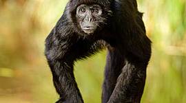 Timeline: TIMELAPSE HISTORIA DE LA INFORMATICA