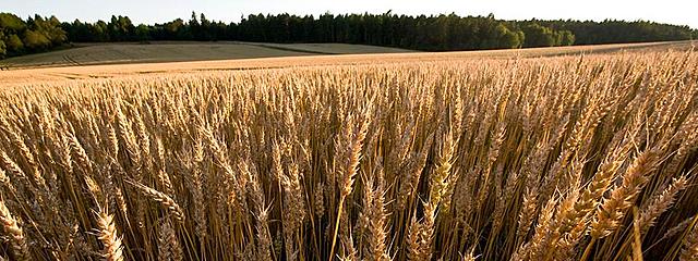 Jordbruks revolution i England  1750-1800