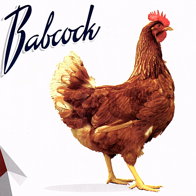 Timeline: pollo  de engorde