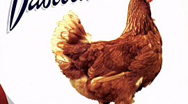 Timeline: pollo  de engorde