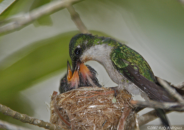(Con) Tinbergen y Perdeck