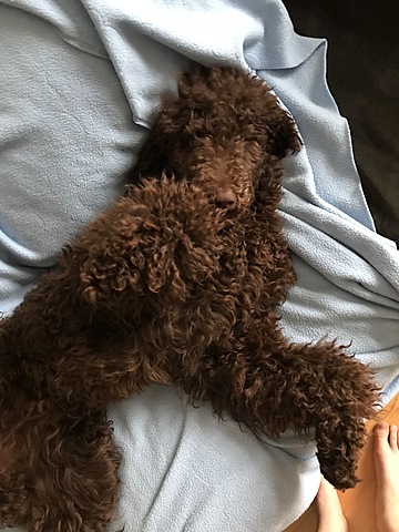 Adoption du chien de Catherine