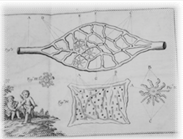 PADRE DE LA OBSTETRICIA