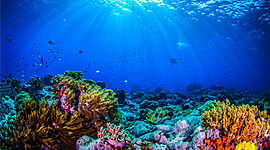 Timeline: Finding Nemo