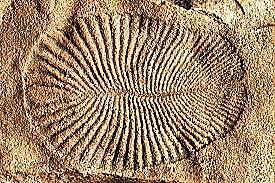 Mitmerakuliste organismide teke