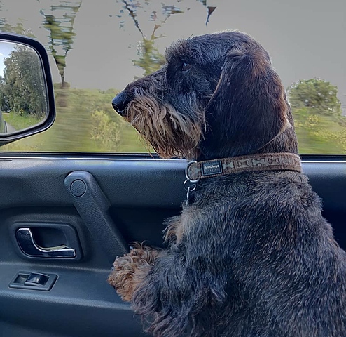 Adoptem el segon gos!!