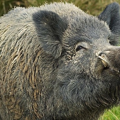 Timeline: Origen del cerdo