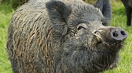 Timeline: Origen del cerdo