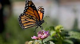 Timeline: The Life-cycle of a Butterfly