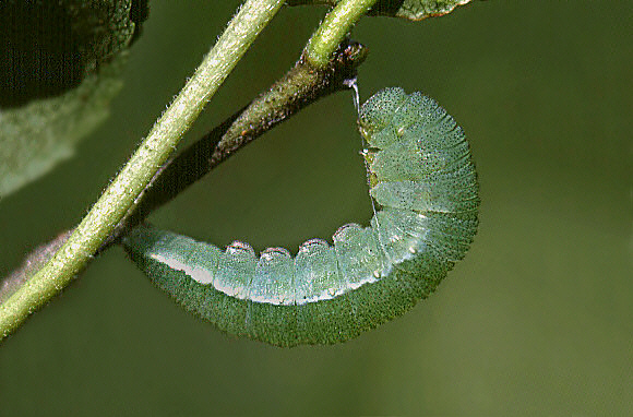 Stage Three: Pupa (chrysalis)
