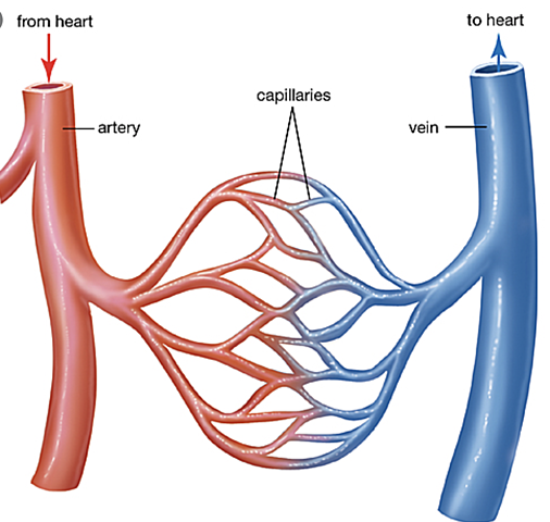 Arteries and Veins
