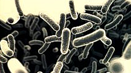 Timeline: Cazadores de Microbios