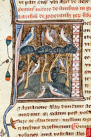 Le Palmer´s encyclopedia