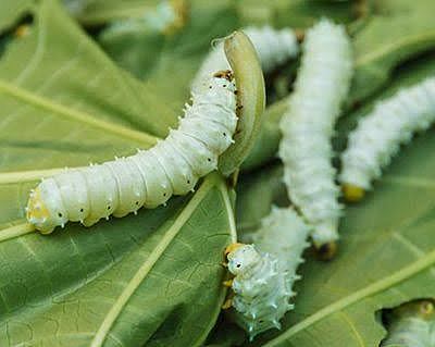 Pasteur salva a la industria de la seda