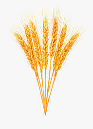 Indus Valley (Around 7,000 B.C. - 3,300 B.C.).