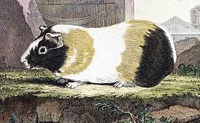 Masacre de conejillos de Indias