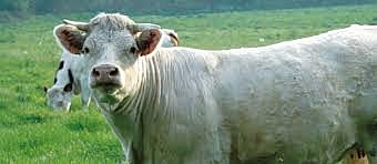 Distinción entre bacilo de la tuberculosis humano y el bovino.