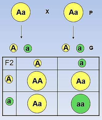 Leyes de la herencia (Mendel)