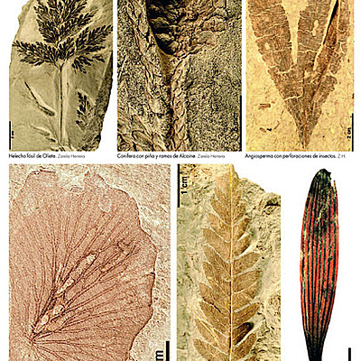 Timeline: REGISTRO FÓSIL