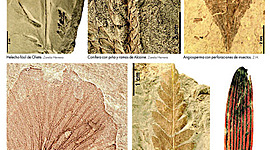 Timeline: REGISTRO FÓSIL