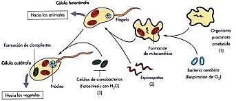 Teoría Endosimbiótica