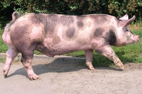 cerdo Piétrain Aleman