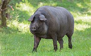 cerdos ibericos