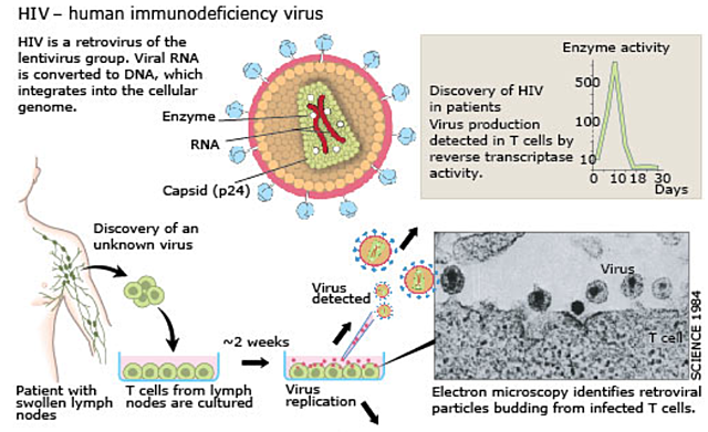 VPH causa cáncer cérvico uterino