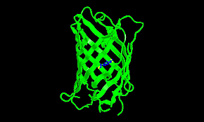 Proteína verde fluorescente