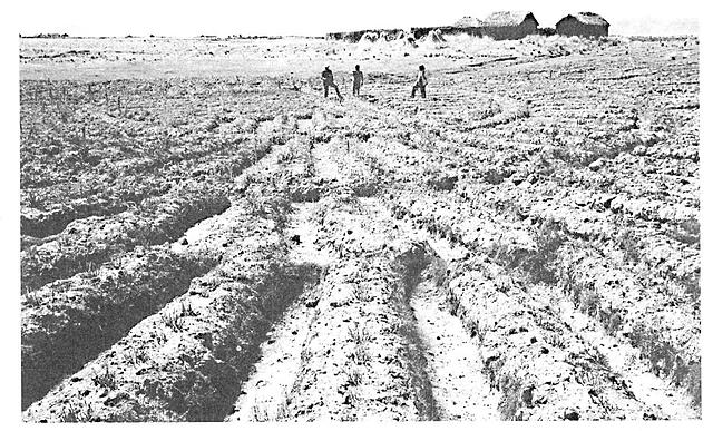 Creación de Zanjas para riego de cultivo