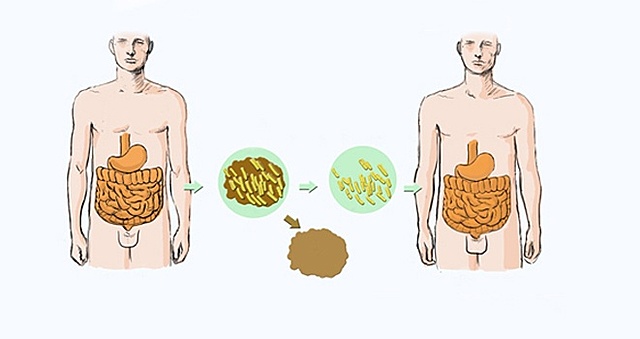 Transferencia de fenotipos del hospedador mediante trasplante de microbiota