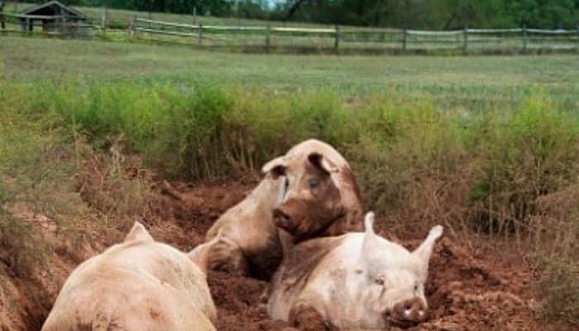 cerdo americano Yorkshire