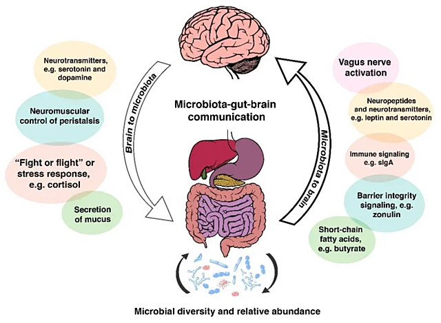 El eje microbiota-intestino-cerebro