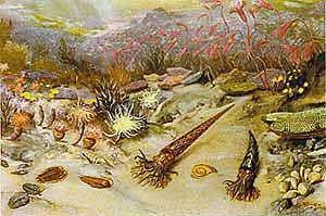 Esimesed mitmerakulised